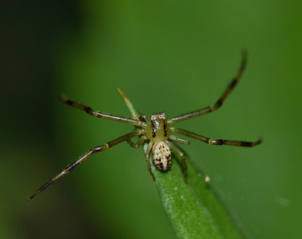 Diaea livens - Sassofortino (GR)